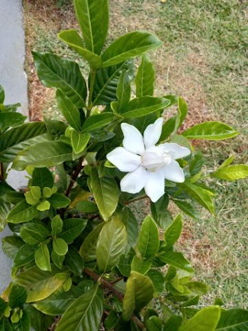 Alugar Terreno / Condomínio em Ribeirão Preto. apenas R$ 185.000,00